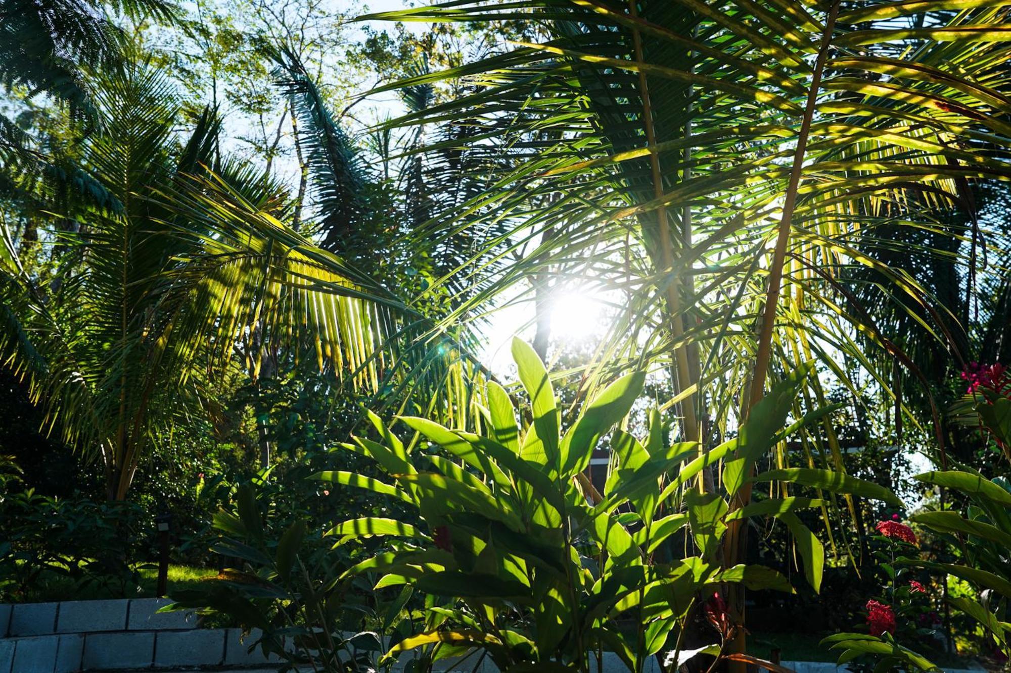 House In The Palm Forest Puerto Carrillo Exterior foto